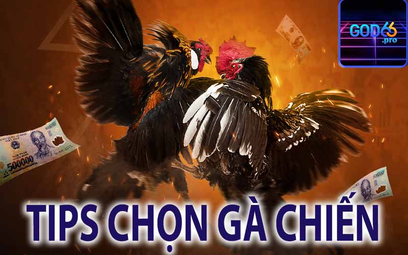 Tips Chọn Gà Chiến Tại Đá Gà God66